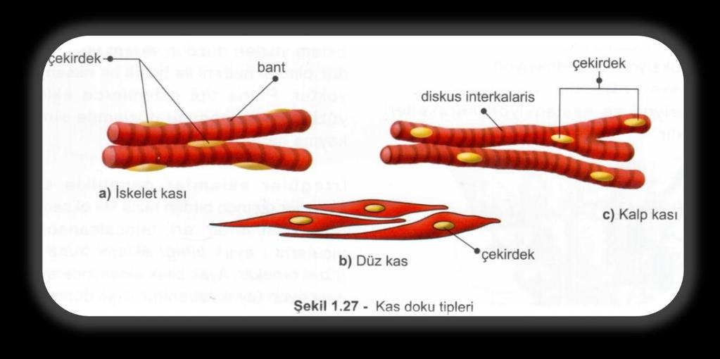 KAS DOKU VE KAS ÇEŞİTLERİ Kas hücrelerinin hücre zarına sarkolemma, sitoplazmasına sarkoplazma, endoplazmik retikulumuna ise sarkoplazmik retikulum denir. Mitokondrisine de sarkozom denir.