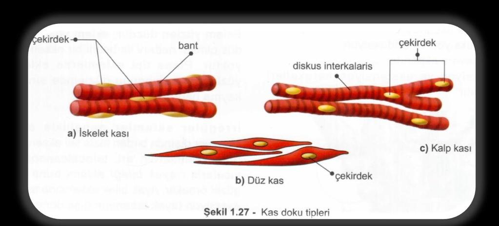 KAS ÇEŞİTLERİ 3) KALP KASI Yapı olarak çizgili kasa, çalışma olarak düz kasa benzer. Genellikle tek çekirdeklidir ancak iki çekirdekli de olabilir. 2) DÜZ KAS Hücreleri mekik şeklindedir.