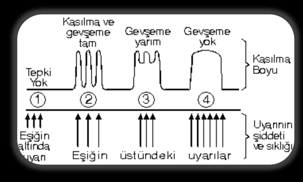 ÇİZGİLİ KASLARIN ÇALIŞMA MEKANİZMASI Herhangi bir kasın uyarılması için belirli bir şiddette uyartının kasa ulaşması gerekir. Kasın kasılmasını sağlayan en düşük uyaran şiddetine eşik değeri denir.