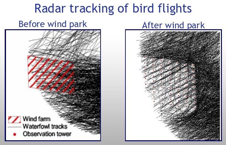 Bu bölge çok sayıdaki kafes-tipi kuleleri olan ve kuşların geçiş yolunu kapatan rüzgar türbinleri pek çok kuş ölümünün kayda geçmesine sebep olmuştur (Erickson et al., 2001).