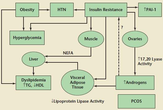 PKOS / Patofizyoloji HTN:
