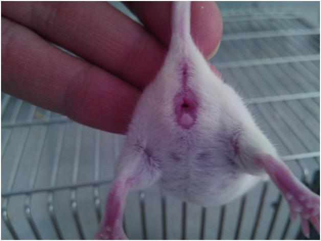 Yazımızda faredeki östrus döngüsünün detayları, vajinal açıklığın tayini, vajinal sekresyonun alınma yöntemleri, toluidin mavisi ile boyandıktan sonra üreme döngüsünün aşamalarının tespiti detaylı