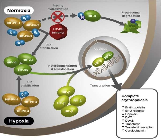 «Hipoksia- Inducible