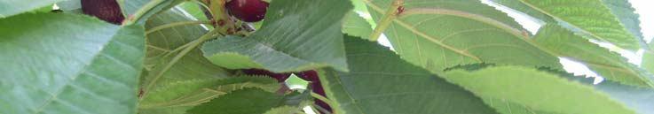 2. KURAMSAL TEMELLER VE UYGULAMALAR 2.1. Kiraz ve Kiraz Yaprağı Kiraz (Prunus avium L.