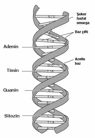 Şekil 2.3. DNA nın yapısı 2.5.1.1. Oksidatif DNA Hasarı ve Klinik Önemi Stabil bir molekül olan DNA da lipidler, karbohidratlar ve proteinler gibi oksidatif hasara uğrayabilmektedir.