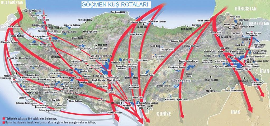 Keyvan E ve Yurdakul Ö. Kuş Gribi ve İnsan Sağlığı Üzerine Etkileri 73 edilmiştir. Bu hastalardan çocuk olan 4 kişi hayatını kaybetmiştir.