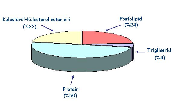 HDL (Yüksek Dansiteli Lipoproteinler) En küçük lipoproteindir. En az 5 farklı HDL partikül tipi bulunmaktadır.