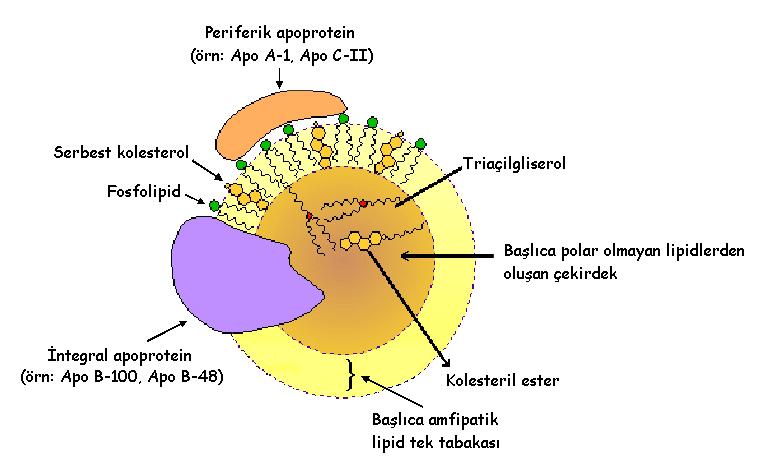 LİPOPROTEİNLER Lipoproteinin iç çekirdeğinde apolar lipidler (kolesterol esterleri ve trigliseridler), dıştaki kabuğunda ise