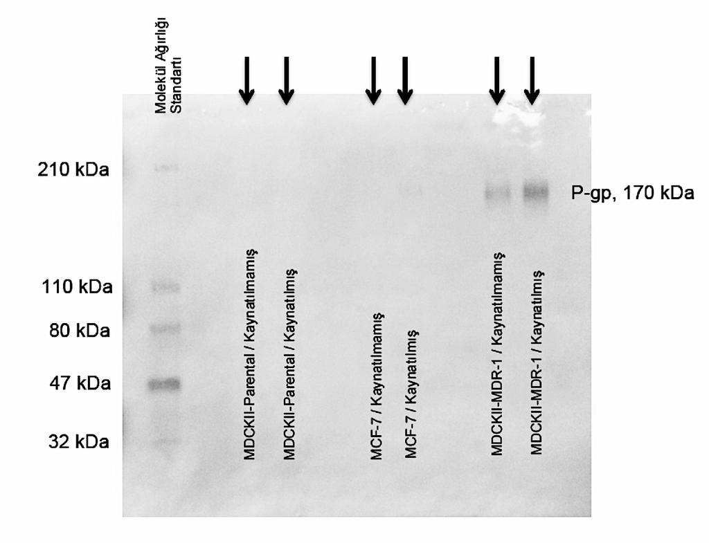 112 Şekil 4. 22. MCF-7, MDCKII-MDR1 ve MDCKII-Parental hücrelerinin western blot analizi sonuçları.