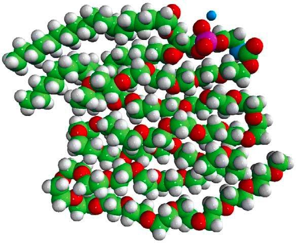 15 yılında 1, 2 distearoyl sn glycero 3 phosphoethanolamine N [methoxy(polyethylene glycol) moleküllerinin (PEG-PE) bu özellikleri taşıdığı gösterilmiştir (66).