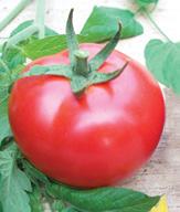 Servet F1 Bitki: Oturak domates, güçlü, erkenci, uzun hasat periyodu, yüksek verim.