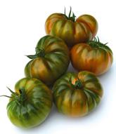 Alaturka F1 Bitki: Sırık domates, güçlü ve gür yapraklı, boğum araları kısa, çok erkenci, sıcak dayanımı yüksek.