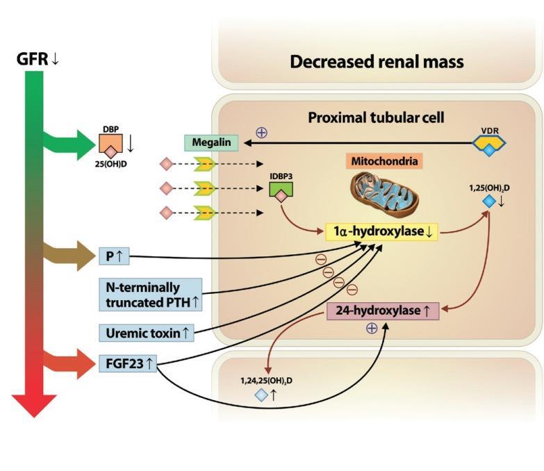 KBH Vit D Metabolizması Kim CS &