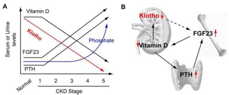 KBH Vit D Metabolizması