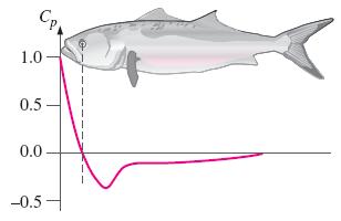 Bir balığın vücudu, yüzerken görüşü bozulmasın diye gözleri sıfır basınç noktası civarında olacak şekilde tasarlanmıştır.