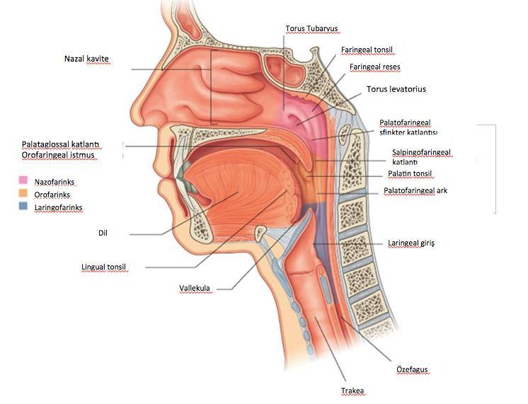 3 2.GENEL BİLGİLER 2.1.Nazofarinks Anatomisi Nazofarinks, nazal kavitenin arkasında, kafa tabanının altına yerleşmiş olan irregüleraçık bir odacıktır.