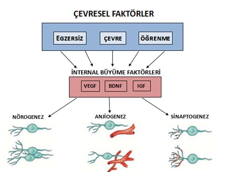 Sağlıklı kişilerde yapılan çalışmalar, egzersizin beyinde öğrenme ilgili olan önemli hormonal, yapısal ve fonksiyonel değişiklere neden olduğunu göstermiştir.