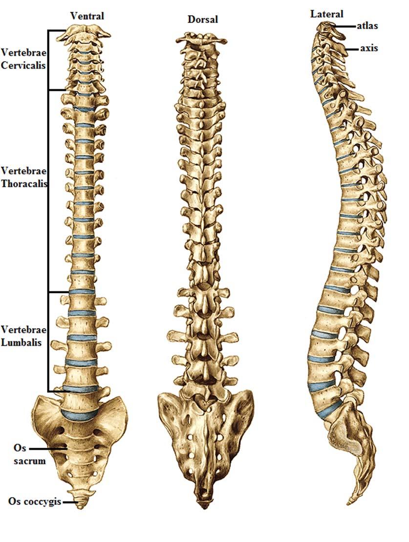 Pediculus arcus vertebrae ler kısa ve kalın iki çıkıntı şeklindedir.