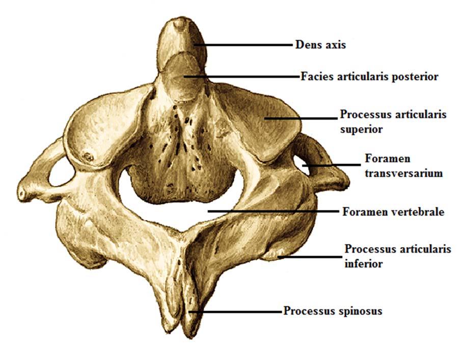 Şekil 2.4. İkinci servikal vertebra (axis). Arkadan görünüş (Sobotta İnsan Anatomisi Atlası dan modifiye edilmiştir. 13 