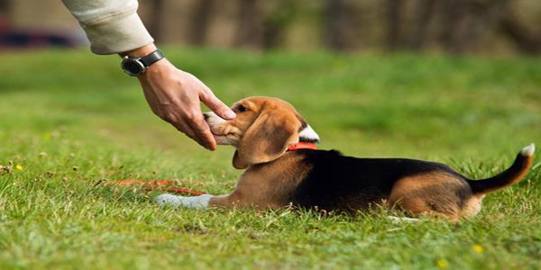 Köpek Eğitimi Kaç Aylıkken Başlar? Bu süre köpeğe göre değişmektedir. Ama şunu rahatlıkla söyleyebiliriz ki; 2.