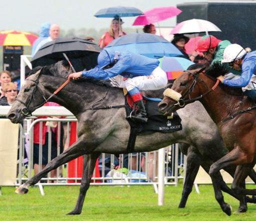 ASCOT GOLD CUP G1 [UK] 4000 metrelik parkurda koflulan Royal Ascot Gold Cup, bu y l 9 adet 4 + yafll at aras nda gerçekleflti.