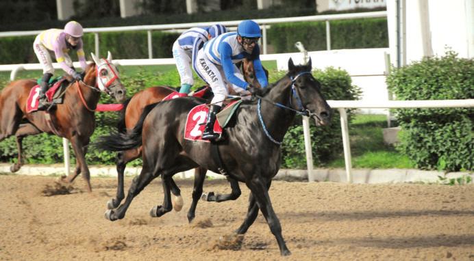 4 + yafll ngiliz atlar n n A3 de erindeki Pamukkale Koflusu 7 Haziran da yap ld. zmir fiirinyer Hipodromu nda gerçekleflen yar fl n mesafesi 1600 metre kat l mc say s sekizdi.