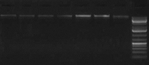 3. BULGULAR ÇalıĢmada kullanılan Serratula L. cinsine ait 17 takson Tablo 2 de belirtilen bölgelerden toplanmıģtır. ÇalıĢmada dıģ grup olarak A.repens, R.iconiensis, R.serratuloides, J.