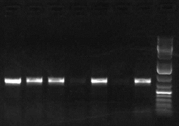 coriacea 7 6 5 4 3 2 1 M Şekil 10 Bazı Serratula Taksonlarının trnl-f Primerleriyle Yapılan PCR Görüntüsü M: Markır, 1: S. tinctoria, 2: S. erucifolia, 3: S. haussknechtii, 4: S. serratuloides, 5: S.