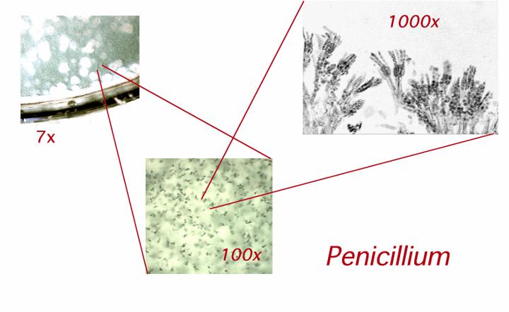 Penicillum ve sporları Rhizopus