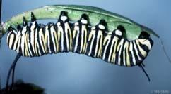 000 (Üç yılda) Antheraea polyphemus (Lep.) 1/80.000 (ilk 48 saatte) b)larva tipleri. Çoğunluk ergin vücut yapısına hiç benzemeyen larva vücudunda bazen segmentlerin ayırt edilmesi dahi zordur.