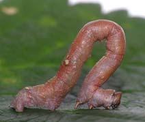 Tam başkalaşım gösteren böcek larvalarını yapıları itibariyle 4 esas tipe ayırmak mümkündür: (1) Kampodeid (Campodeid) larva.