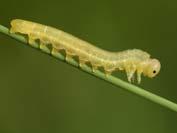 Hymenoptera takımına bağlı böceklerin Symphyta alt takımına girenlerinde örneğin Tenthredinidae familyasında larvalar yalancı tırtıldır. (4) Bacaksız larva.