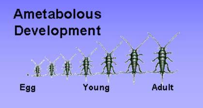 (b)başı ufalmış olanlara örnek Tipulidae (Dip.) ve Buprestidae (bazı cinsler) (Col.) familyalarıdır.