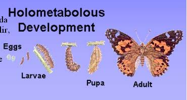 Bununla beraber, bazı başkalaşım tiplerinde böceklerde görülen uyuşuk değişim haline de Pupa denilmektedir. a) Başkalaşım.