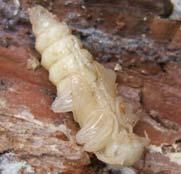b) Pupa tipleri. Holometabola'dan söz ederken, larva dönemi ile ergin dönemi arasında pupa döneminin bulunduğu bildirilmiş idi.