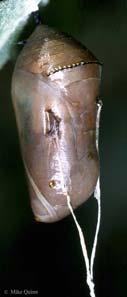 - Bu tip pupanın anten, bacak ve kanat izleri vücutları üzerinde serbest olarak bulunur.