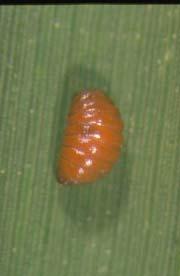 (3) Fıçı pupa (Pupa coarctate). - Diptera takımına baglı bir çok familyada bu şekilde pupa görülür.