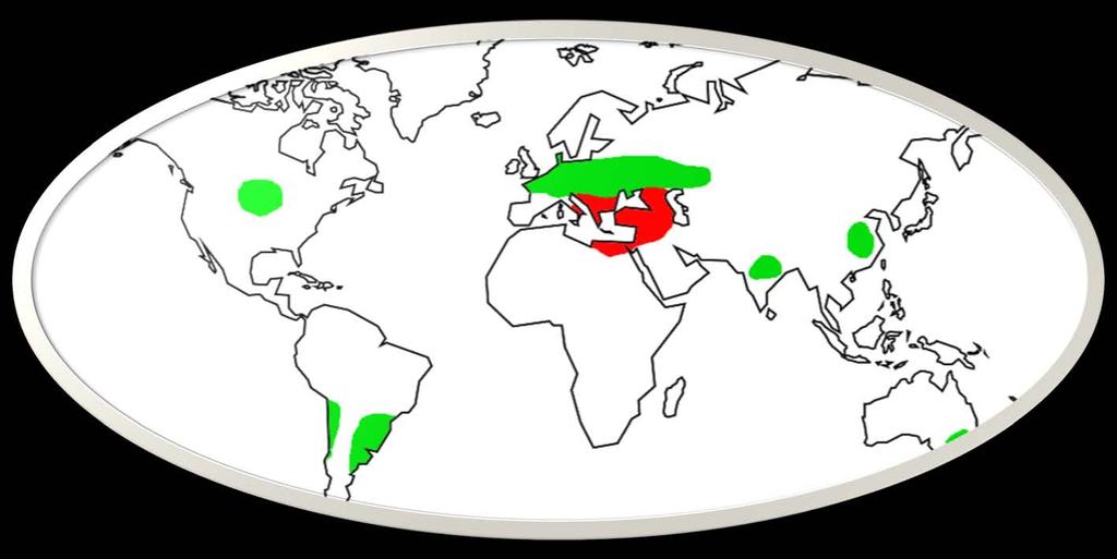 Gen merkezi Akdeniz bölgesidir.