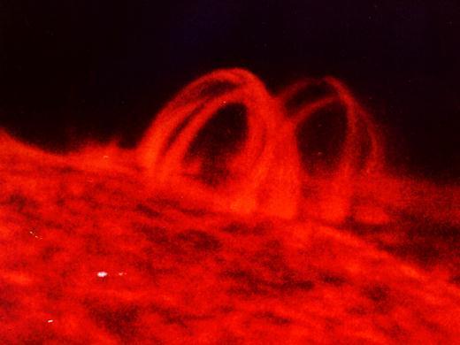 Prominensler Görece soğuk gaz (60000 80000 K) Fotosferin parlak arka planında karanlık filamentler