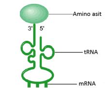 Ester bağı trna molekülü Amino asit Antikodon mrna Kodon ribozom Ökaryotlarda 40S ve 60S lik ;toplam 80S Prokaryotlarda 30S ve 50S lik ;toplam 70S E bölgesi P bölgesi A bölgesi Protein sentezi