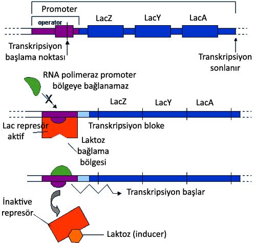 Prokaryotlarda Represyon ile düzenlenim Negatif kontroldür. Örneğin E.coli-triptofan operon sistemi YAPISAL GENLER ; trpa-e kodlayıcı genleridir.