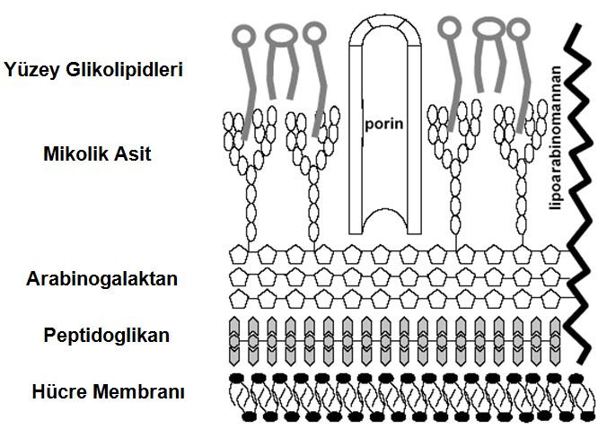 11 Sadece bu yöntemlerle boyanabilmelerinin nedeni, mikobakterilerin alışagelmiş bakteri hücre duvar yapısından farklı olarak lipitten zengin, oldukça kompleks bir hücre duvarına sahip olmalarıdır.