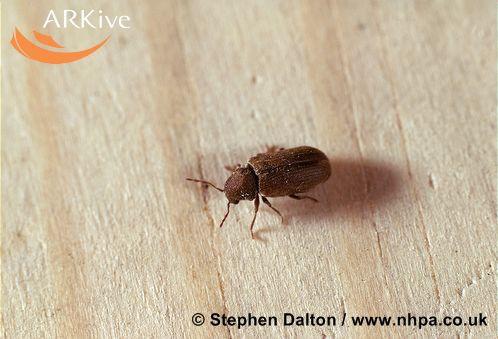 120 Resim 5.9. Ergin halde Anobium punctatum böceği (http://www.arkive.org) Erginleri kırmızımsı kahverengindedir ve sarımsı tüylerle örtülüdür (Resim 5.9.). Peletleri kısa, küçük ve uçları biraz sivri olup yer fıstığı biçimindedir.