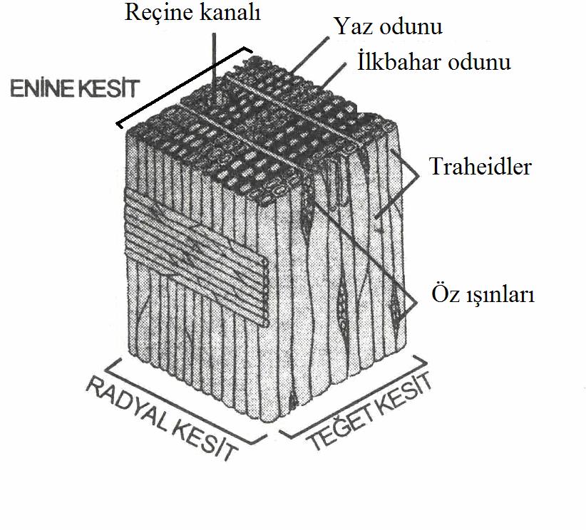 7 Şekil 2.2. Açık tohumlularda hücrenin mikroskopik yapısı (Duygun, 2005) 2.1.2. Kapalı tohumlular Kapalı tohumlular, açık tohumlulara göre daha karmaşık bir yapıya sahiptirler.