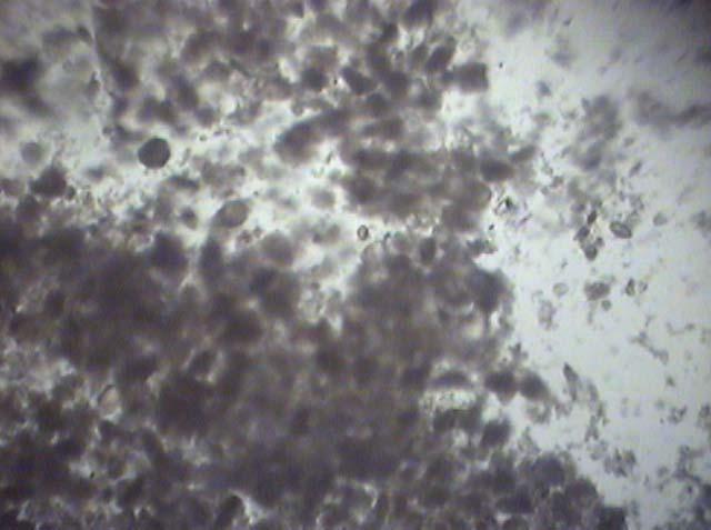 240 5µm Şekil 5.133. Kaolinitte % 80 methanol konsantrasyonunda taneciklerin optik mikroskoptaki görüntüsü Şekil 5.134., Şekil 5.137.