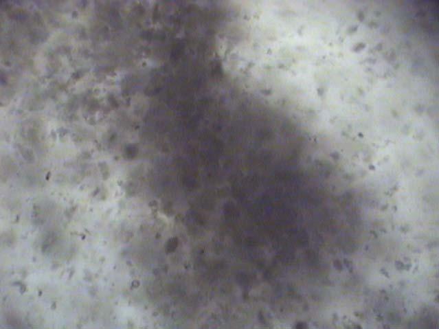 taneciklerin optik mikroskoptaki görüntüsü 5µm Şekil