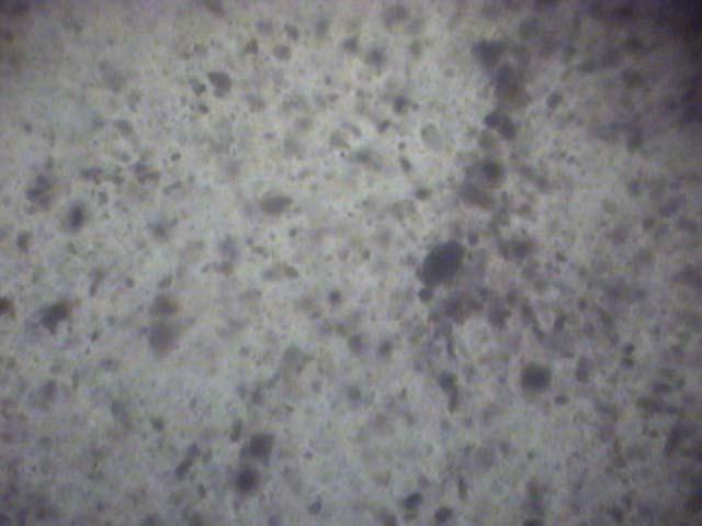taneciklerin optik mikroskoptaki görüntüsü 5µm Şekil 5.