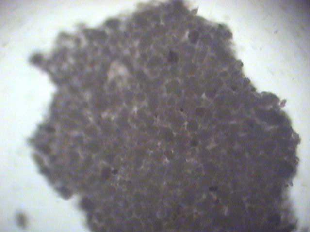 taneciklerin optik mikroskoptaki görüntüsü 5µm Şekil 5.