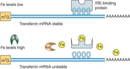 RNA Stabilitesi RNA yıkım oranları, çeşitli sinyallere yanıt olarak değişebilir.