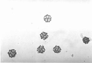 ARI-ŞTIRMA ORĐJĐNAL MAKALE APICULTURAL RESEARCH Şekil 6. Cichorioidea (1 cm= 22 µm) Şekil 7. Erica spp. (1 cm= 13.8 µm) Şekil 8. Hedera spp. (1 cm=13.8 µm) Şekil 9. Cistus spp.